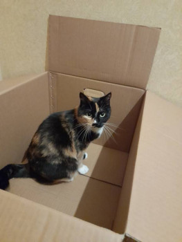 Клуб фелинологов-любителей  - 20221229_171233.jpg