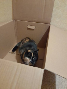 Клуб фелинологов-любителей  - 20221229_171248.jpg