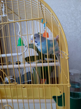 Попугайчики и все о них... - 20230112_145129.jpg