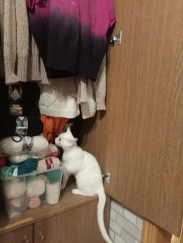 Клуб фелинологов-любителей  - IMG20230122193113.jpg