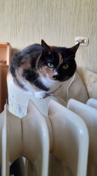 Клуб фелинологов-любителей  - 20230125_113753.jpg