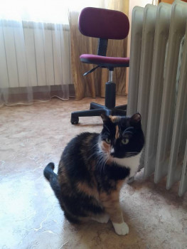 Клуб фелинологов-любителей  - 20230125_113904.jpg