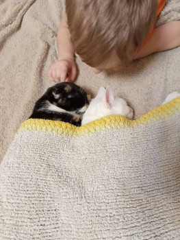 Клуб фелинологов-любителей  - IMG20230206171341.jpg