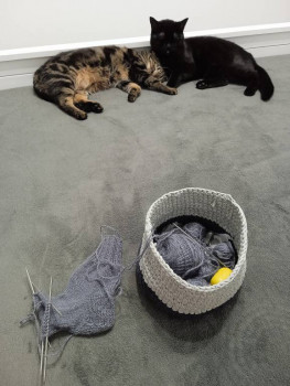 Клуб фелинологов-любителей  - IMG_20230210_205153.jpg