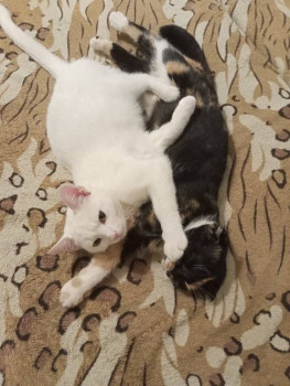 Клуб фелинологов-любителей  - IMG20230210194148.jpg