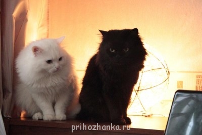 Мячик и Барсик