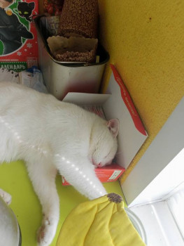 Клуб фелинологов-любителей  - IMG20230426102947.jpg