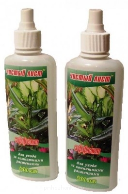 Мои комнатные растения. - chistui_list.jpg