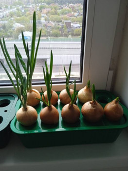 Садово-огородные дела. - IMG_20230507_114833.jpg