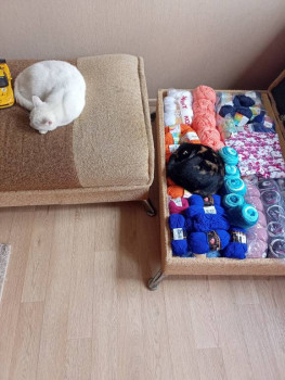 Кого из животных вы содержите? Фото приветствуется. - IMG20230528121041.jpg