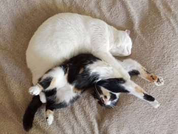 Кого из животных вы содержите? Фото приветствуется. - IMG20230610163605.jpg