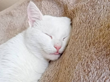 Кого из животных вы содержите? Фото приветствуется. - IMG20230610164606.jpg