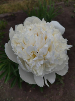 Декоративные садовые растения. - 1687098189573.jpg