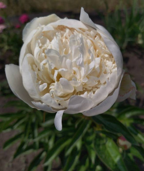 Декоративные садовые растения. - 1687098189583.jpg