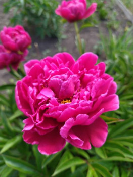 Декоративные садовые растения. - NANy5RkYIwA.jpg