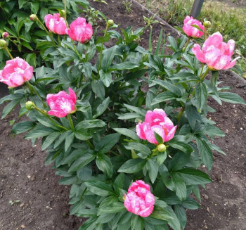 Декоративные садовые растения. - 9DX6NpC42AA.jpg