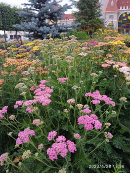 Чем сегодня занимались-2 - IMG_20230628_133614.jpg