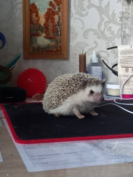 Кого из животных вы содержите? Фото приветствуется. - 20230701_171546.jpg