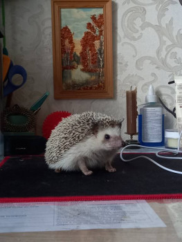 Кого из животных вы содержите? Фото приветствуется. - 20230701_171508.jpg