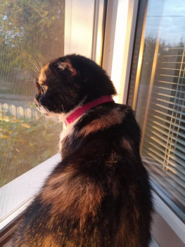 Кого из животных вы содержите? Фото приветствуется. - IMG20230711045804.jpg