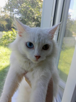 Кого из животных вы содержите? Фото приветствуется. - IMG20230808143500.jpg