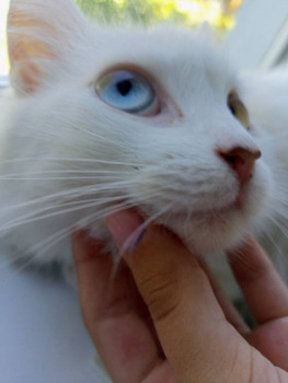 Кого из животных вы содержите? Фото приветствуется. - IMG20230808143947.jpg