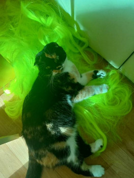 Кого из животных вы содержите? Фото приветствуется. - IMG20230808080846.jpg