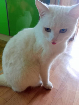 Кого из животных вы содержите? Фото приветствуется. - IMG20230807132653.jpg