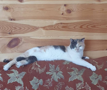 Кого из животных вы содержите? Фото приветствуется. - 20230810_100937.jpg