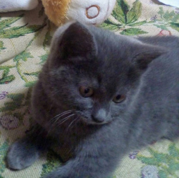 Кого из животных вы содержите? Фото приветствуется. - IMG-20221227-WA0011.jpg