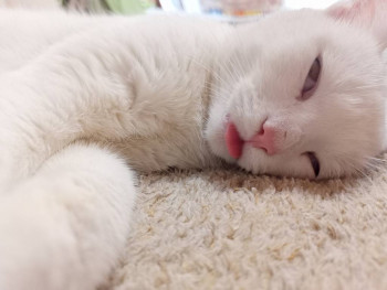 Кого из животных вы содержите? Фото приветствуется. - IMG20230821171005.jpg