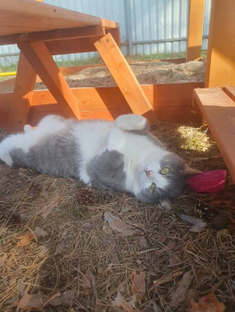 Кого из животных вы содержите? Фото приветствуется. - 20230818_165838.jpg