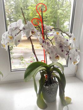 Мои комнатные растения. - IMG_20230720_142608.jpg