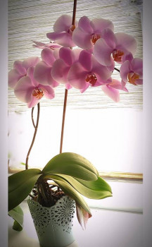 Мои комнатные растения. - IMG_20230806_155151.jpg