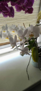 Мои комнатные растения. - IMG_20230806_144428.jpg