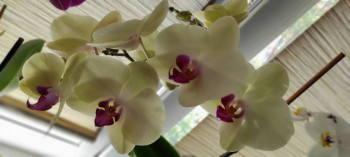 Мои комнатные растения. - IMG_20230806_144409.jpg