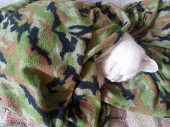 Кого из животных вы содержите? Фото приветствуется. - IMG20230909150849.jpg