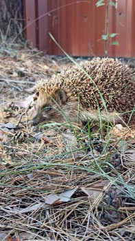 Всё о ежиках - IMG_20230910_171901_626.jpg