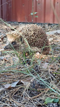 Всё о ежиках - IMG_20230910_171855_350.jpg