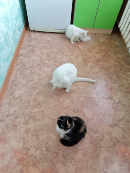 Кого из животных вы содержите? Фото приветствуется. - IMG20230915130706.jpg