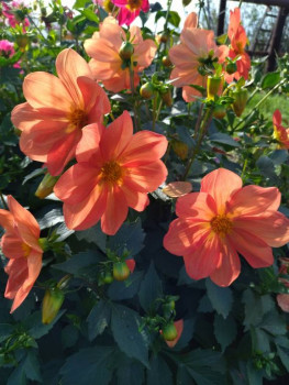 Чем сегодня занимались-2 - 1694875765706.jpg