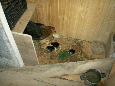 Кого из животных вы содержите? Фото приветствуется. - PICT0213.JPG