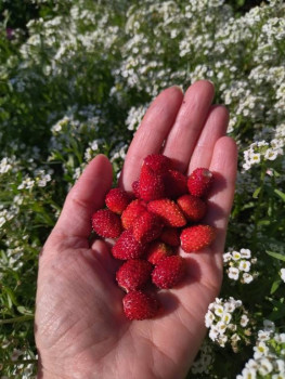 Чем сегодня занимались-2 - kXhK_fqxFac.jpg