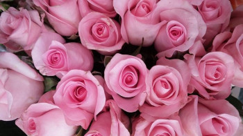 Свадьба Елену Василису с бракосочетанием  - 5b00a829326f870ea2d0070b3f525eb5.jpg