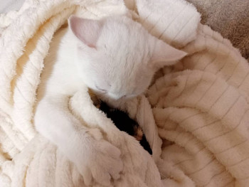 Кого из животных вы содержите? Фото приветствуется. - IMG20230926180754.jpg