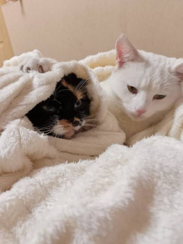 Кого из животных вы содержите? Фото приветствуется. - IMG20230926180810.jpg