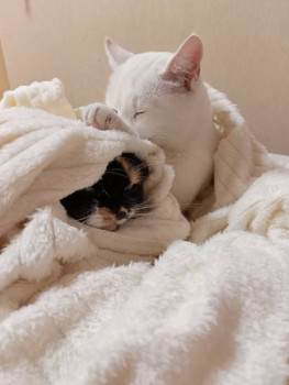 Кого из животных вы содержите? Фото приветствуется. - IMG20230926180829.jpg