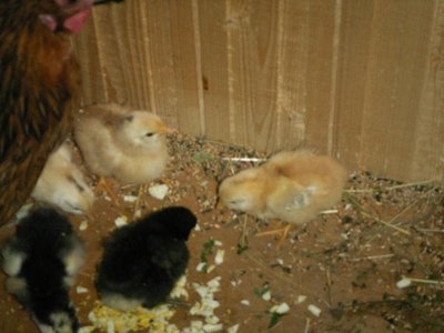 Кого из животных вы содержите? Фото приветствуется. - PICT0216.JPG