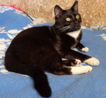 Следы их лапок навсегда в наших сердцах. Об ушедших питомцах - 01.jpg