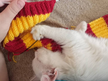 Кого из животных вы содержите? Фото приветствуется. - IMG20231004121527.jpg